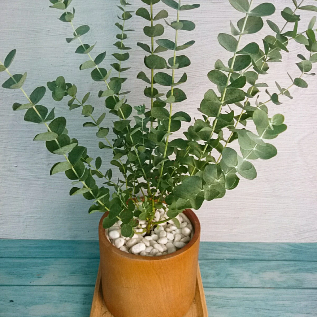 The Silver Dollar plant emits a fragrance similar to that of rosemary, repelling insects and reducing stress.